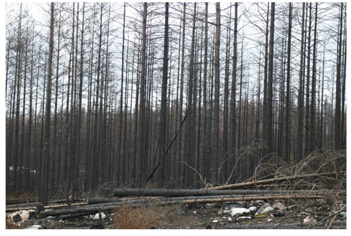 Brandskadad skog