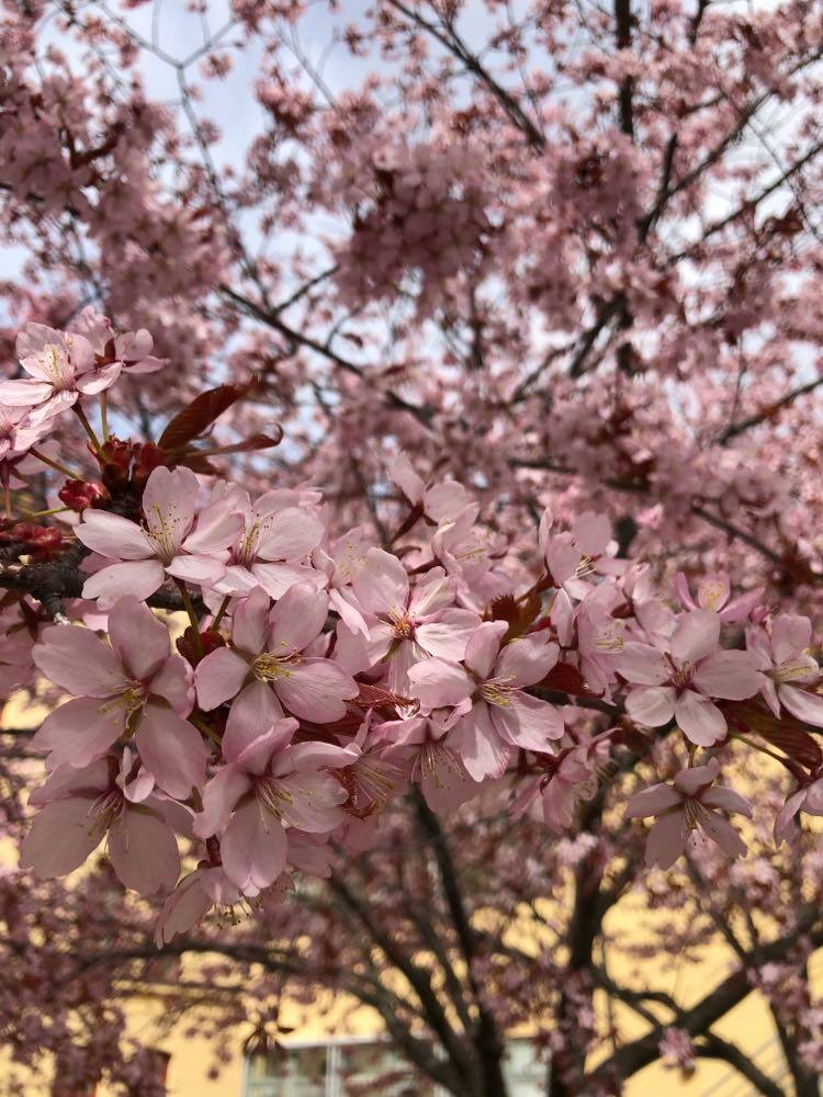 A tree full of pink flowers