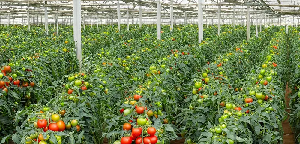 Tomato cultivation 