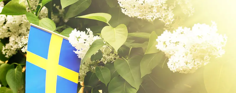 Svenska flaggan bland syrener.
