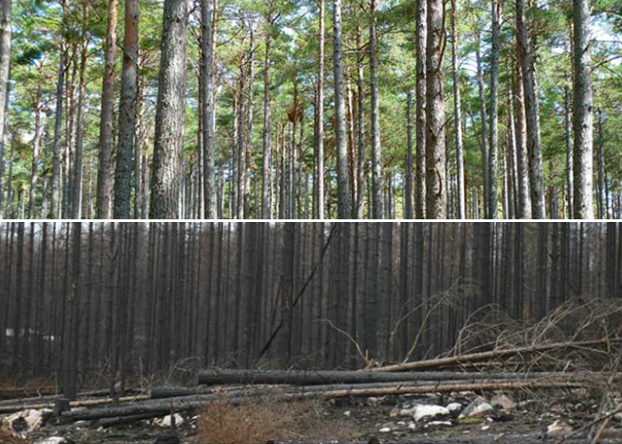 Skogsbranden i Väsmanland
