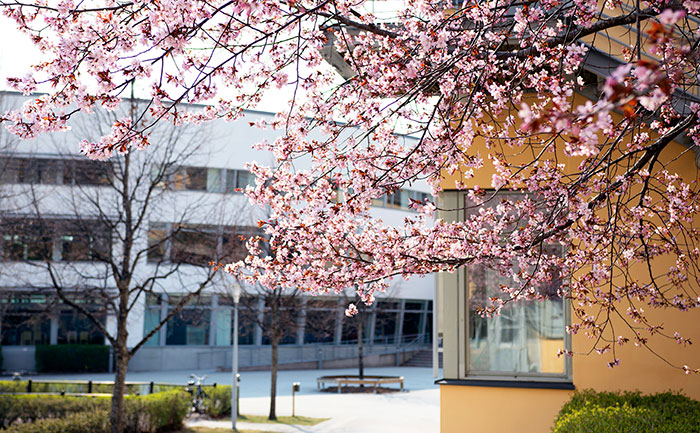 Körsbärsträd Högskolan i Gävle. Foto: Marie Hägg